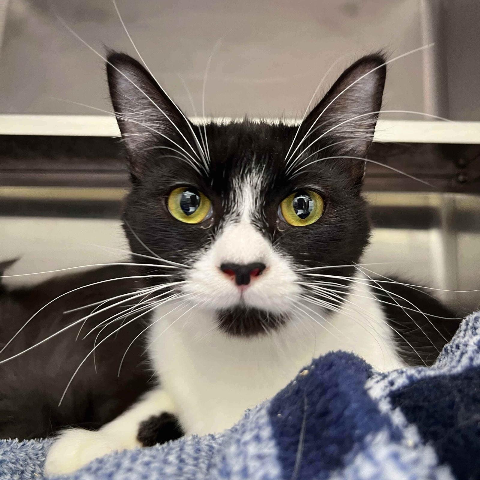 Enlarge Cora, a Adopted Domestic Short Hair in Oakland, CA image 2/3