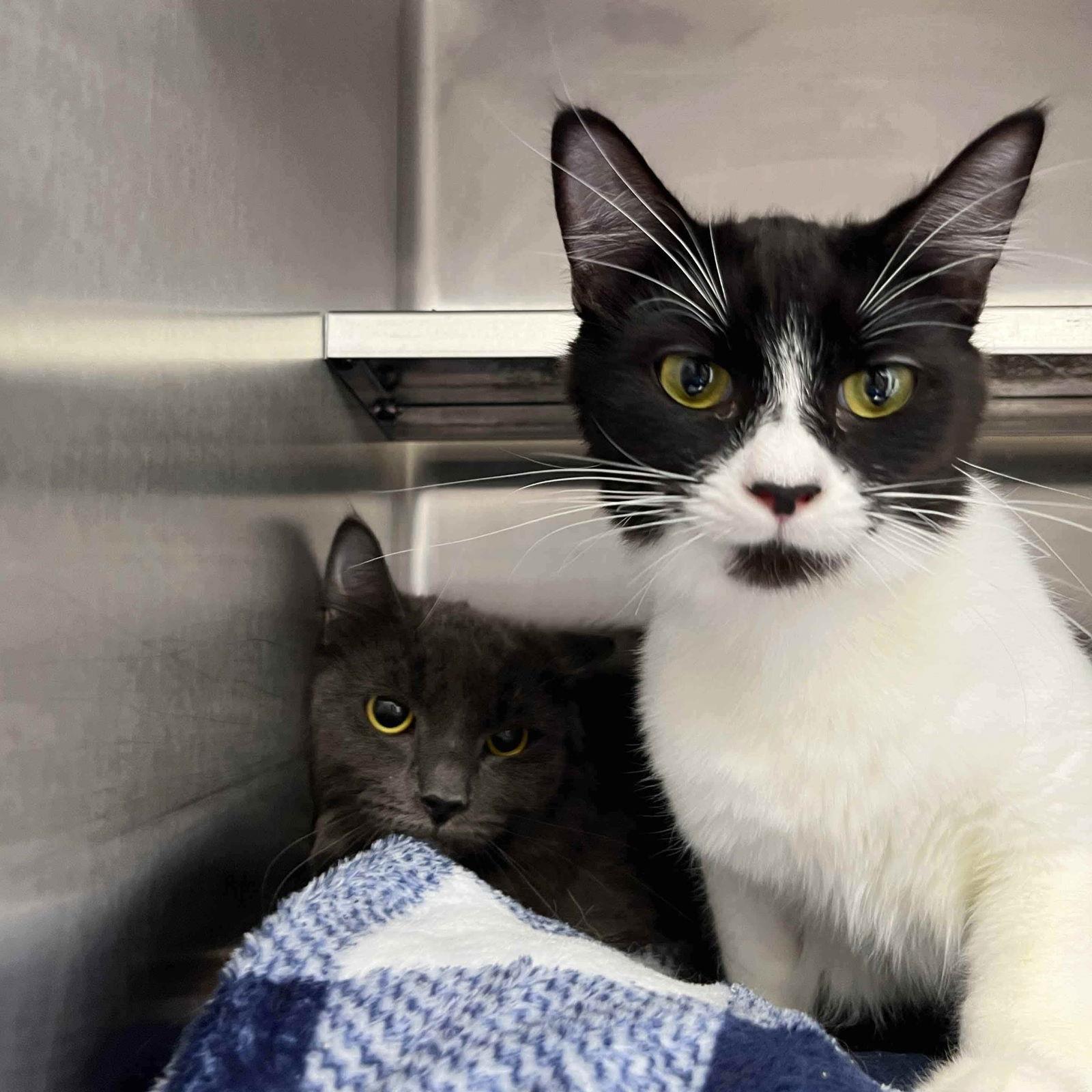 Enlarge Cora, a Adopted Domestic Short Hair in Oakland, CA image 3/3