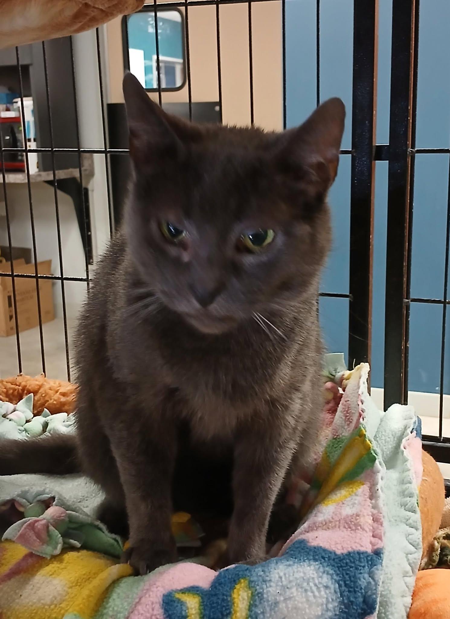 LiL Smokey, Adult Female unknown