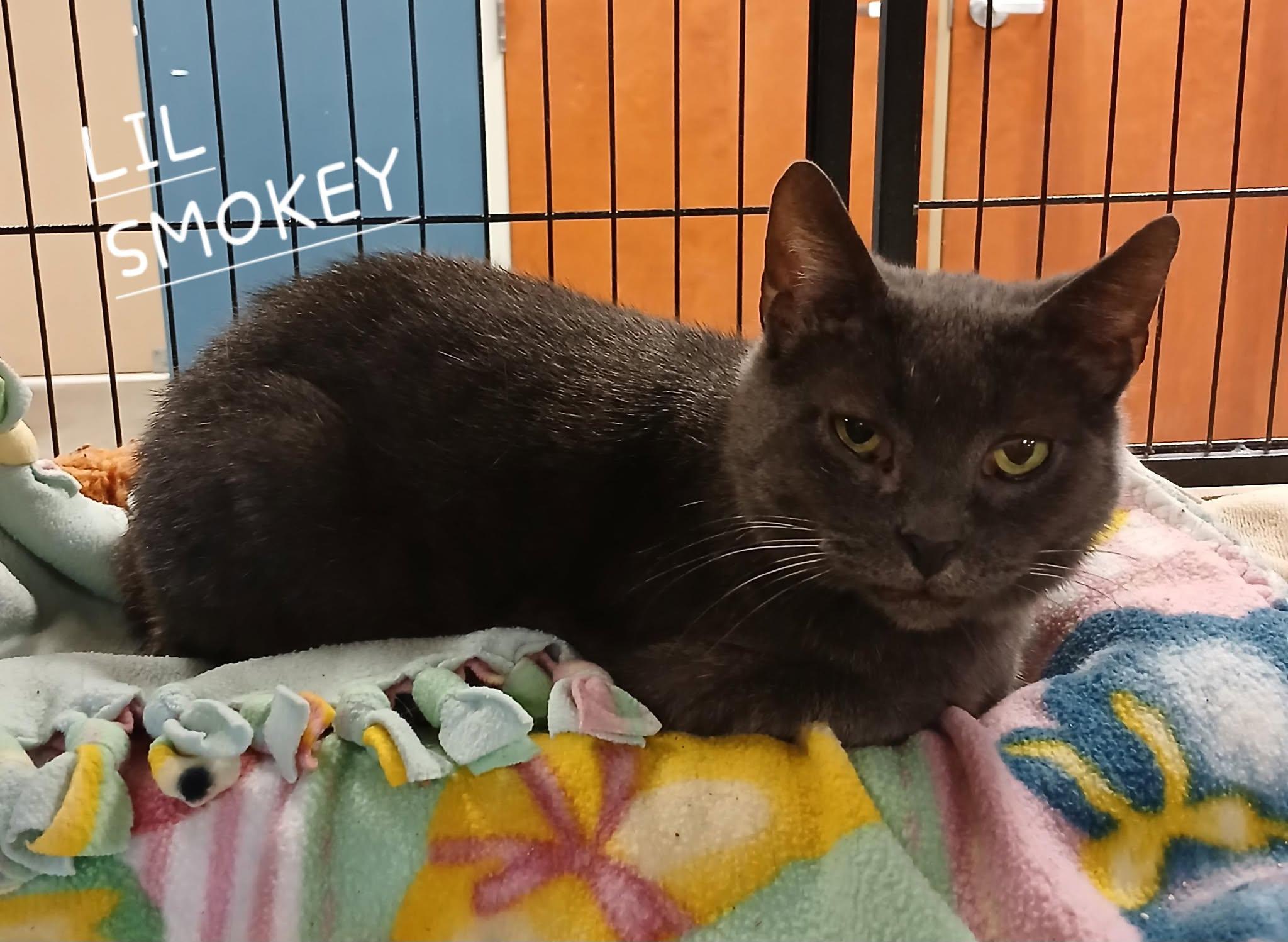 LiL Smokey, Adult Female unknown