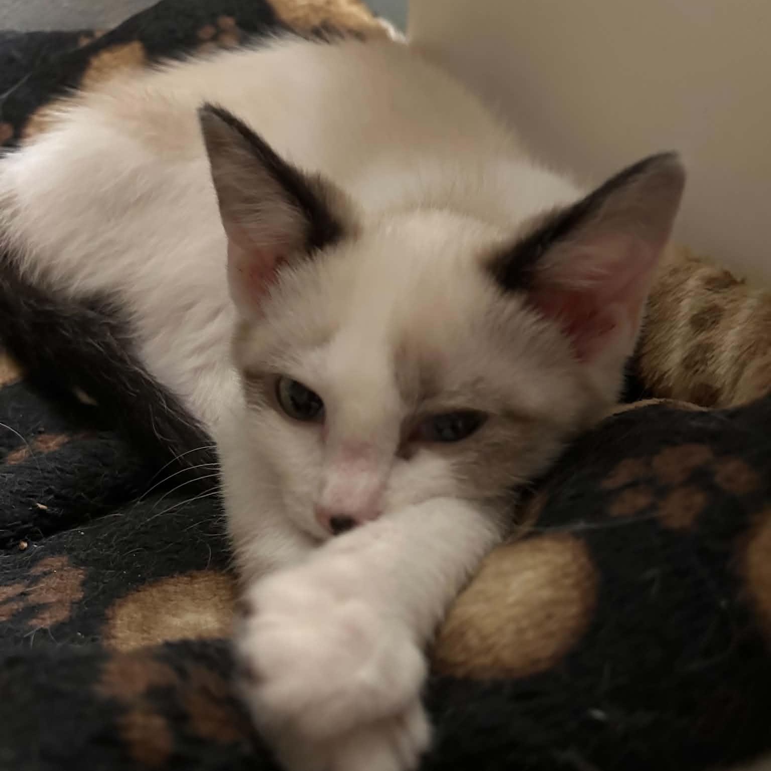 Enlarge Drake, a Adopted Siamese in Fairborn, OH image 1/2