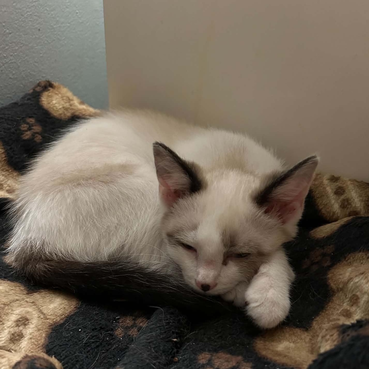 Enlarge Drake, a Adopted Siamese in Fairborn, OH image 2/2