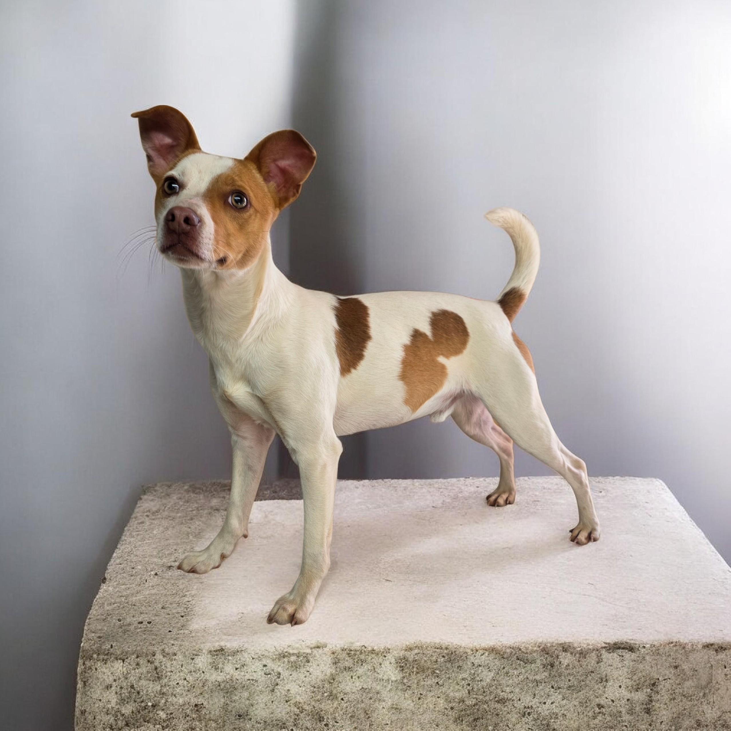 Arlo, ADOPTABLE, Adult Male Jack Russell Terrier.