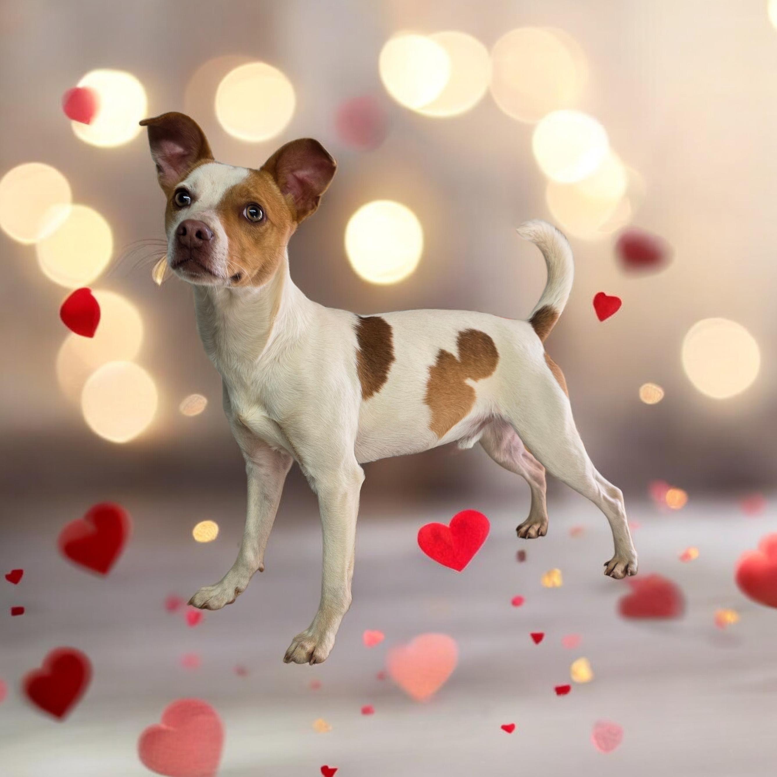 Enlarge Arlo, a ADOPTABLE mixed breed in Dallas, GA image 4/4