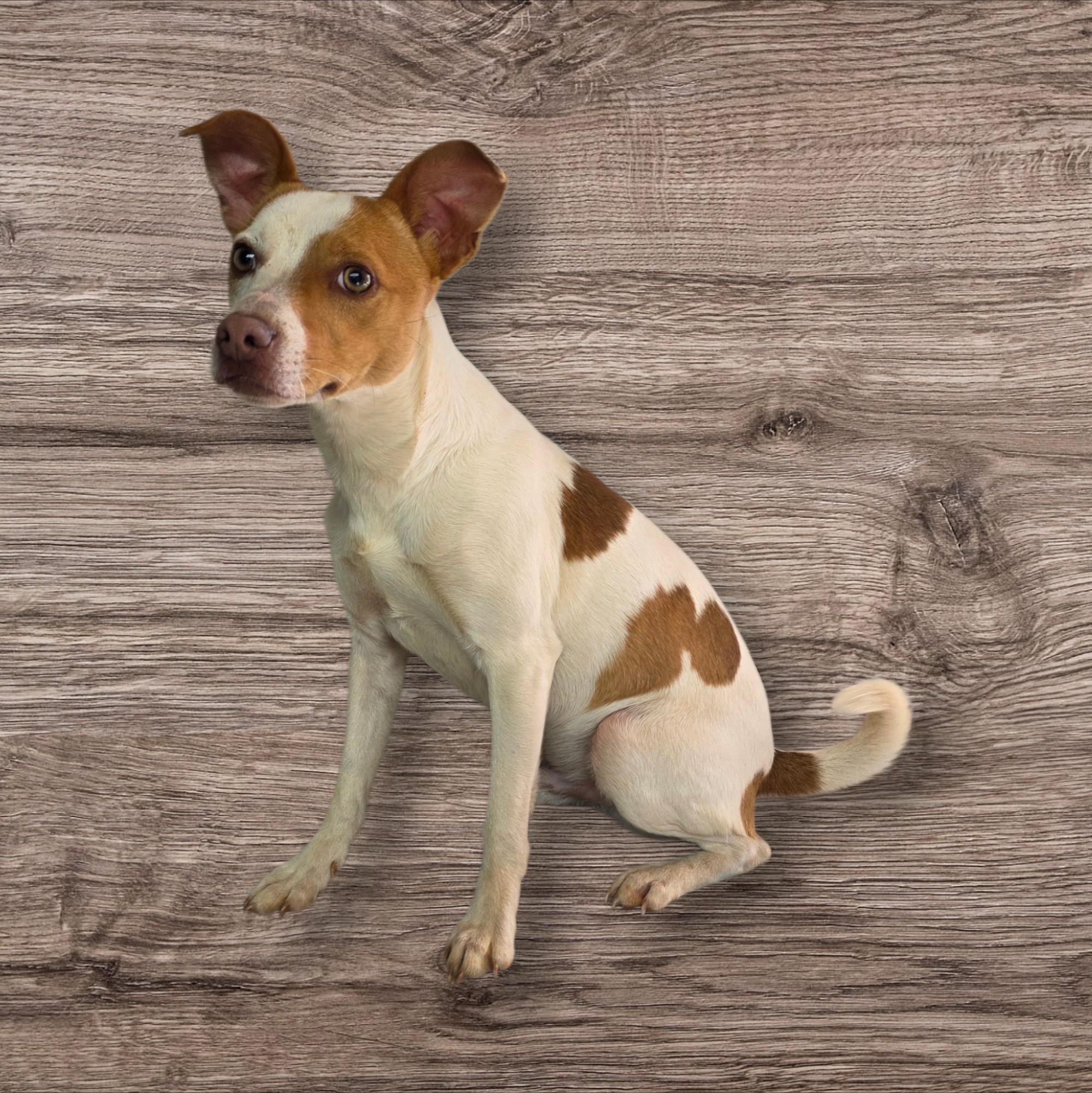 Enlarge Arlo, a ADOPTABLE mixed breed in Dallas, GA image 2/2