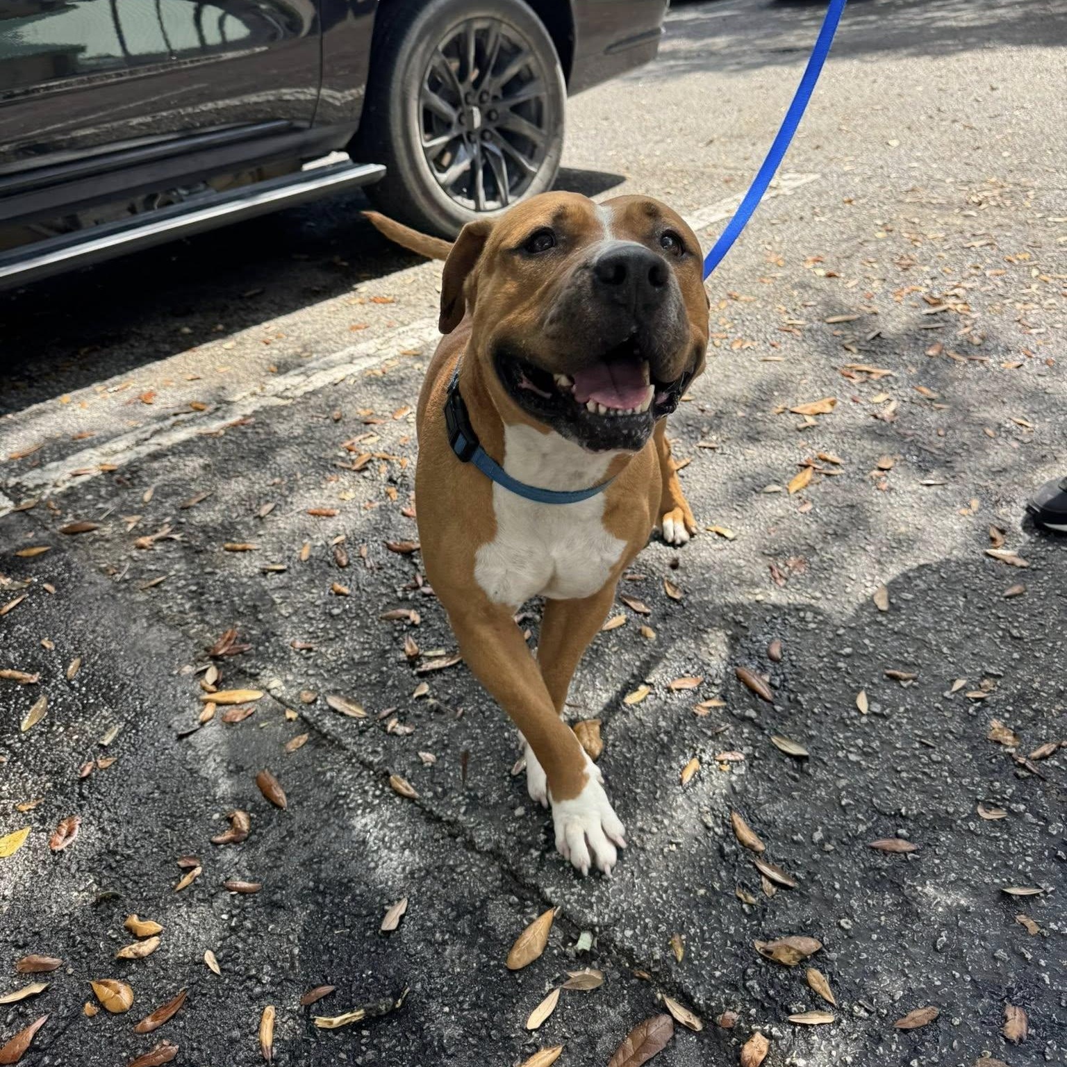 Chickadee, Adopted, Young Female American Bulldog & Boxer.