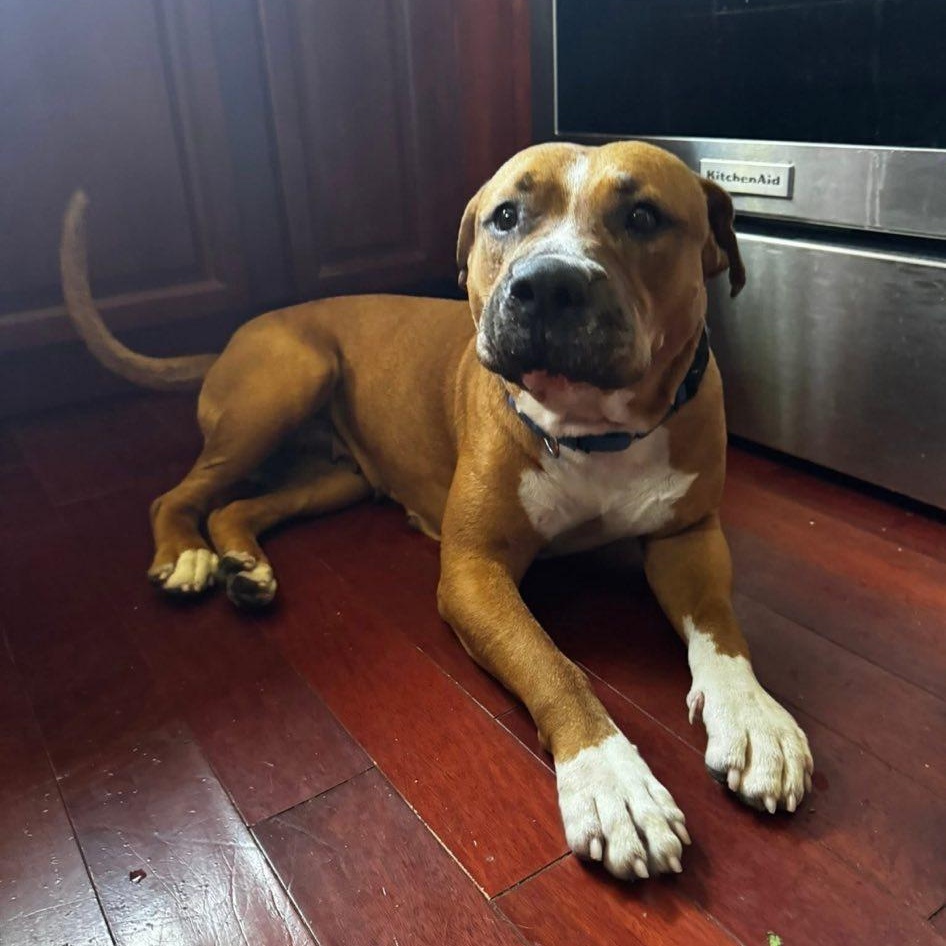 Enlarge Chickadee, a Adopted mixed breed in Cooper City, FL image 2/2