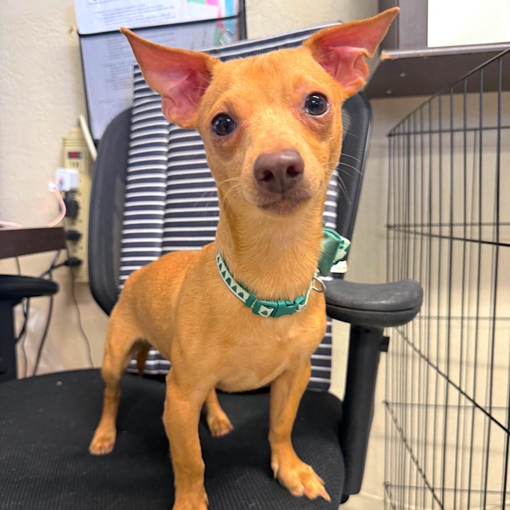 GOOSE, Adopted, Young Male Chihuahua & Dachshund.