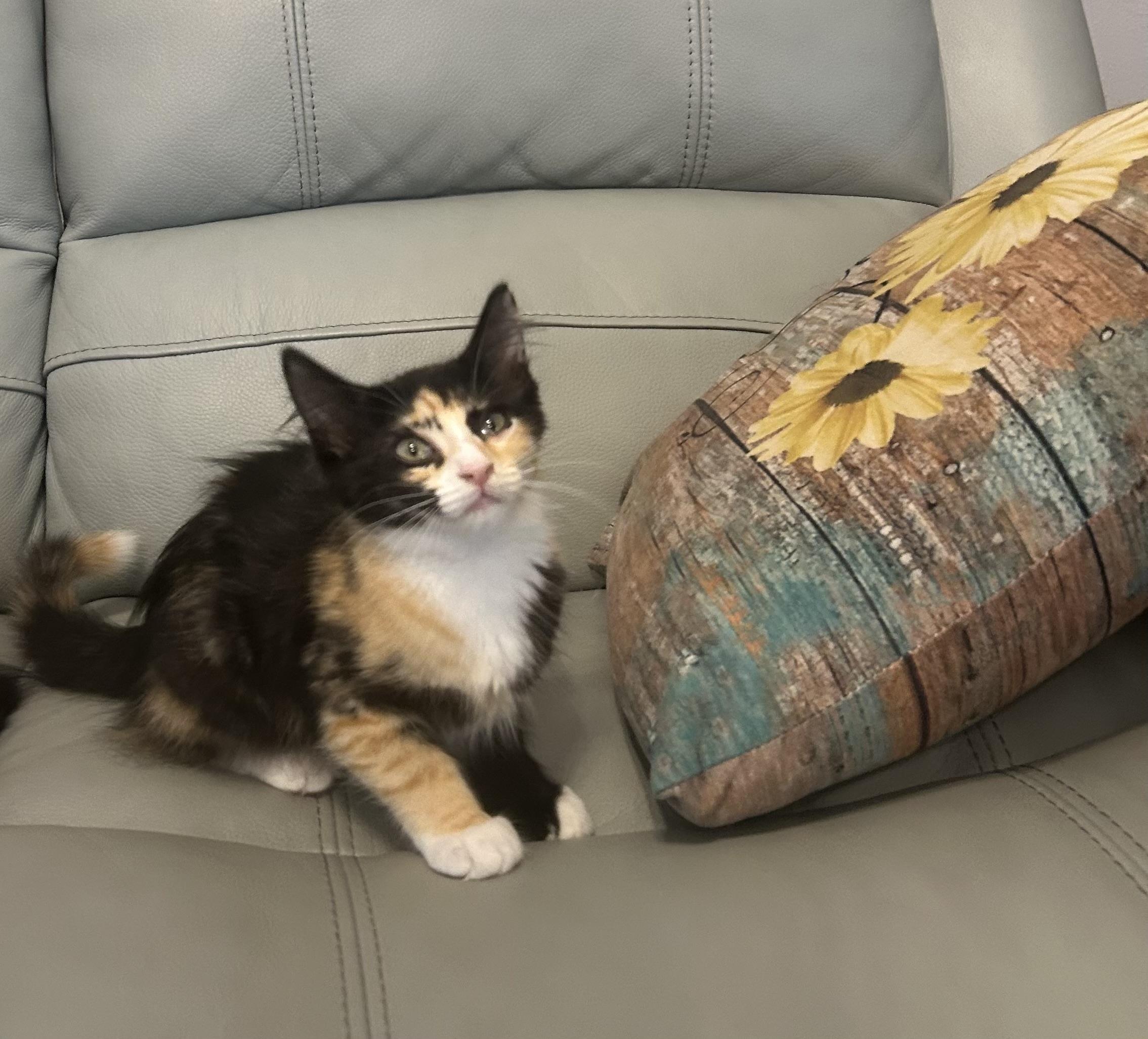 Demi, a Adopted mixed breed in Hammond, LA image 1/3