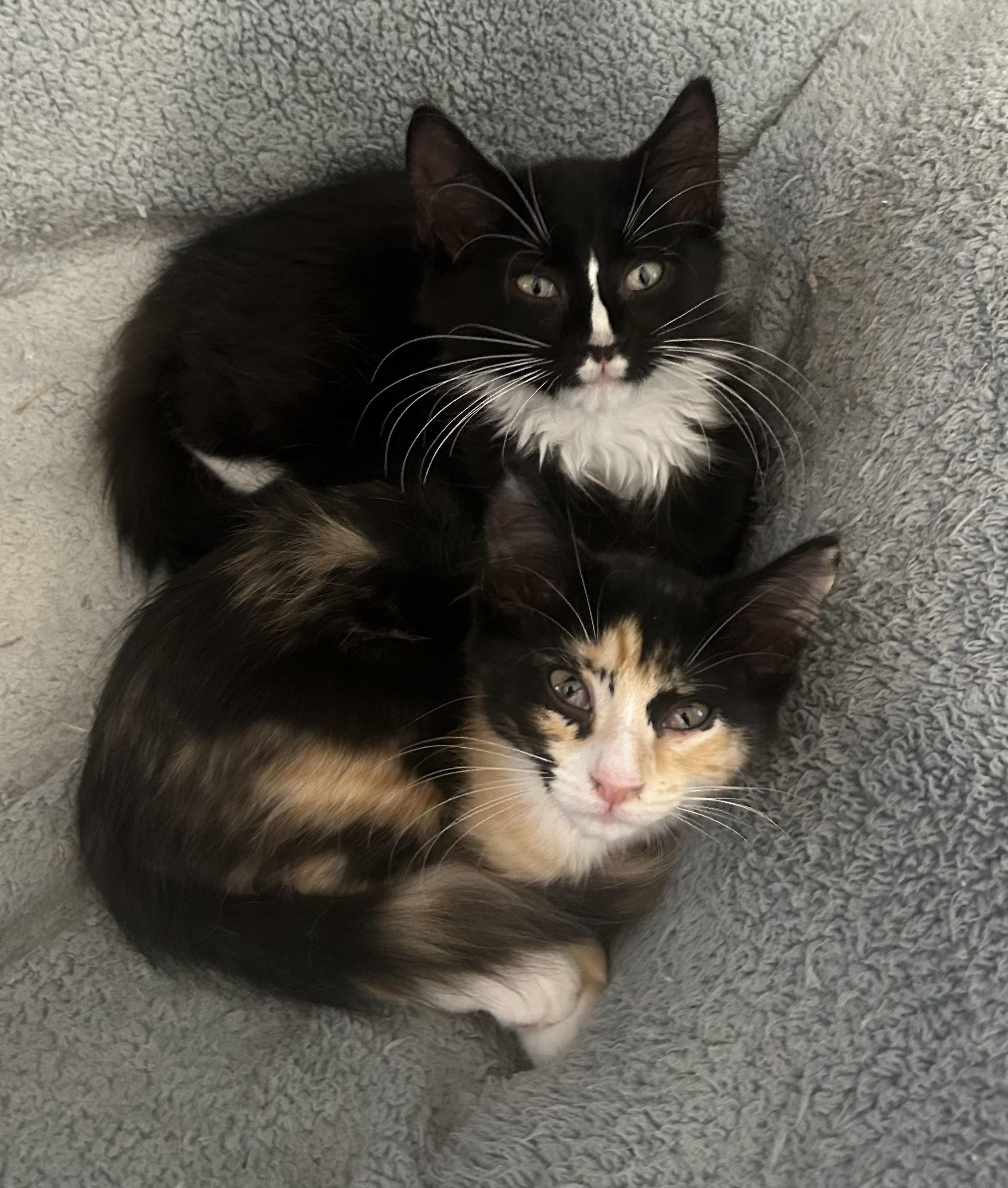 Demi, a Adopted mixed breed in Hammond, LA image 2/3