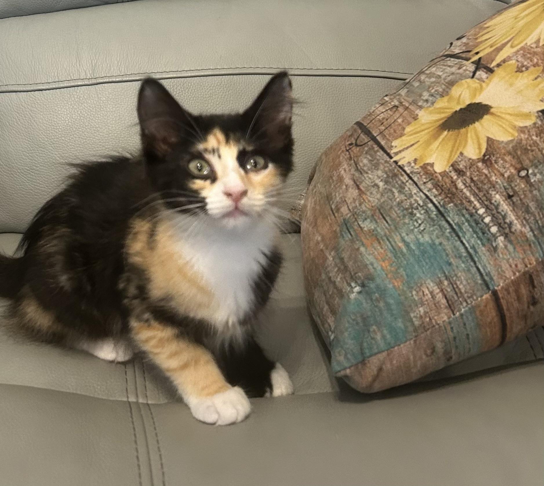 Demi, a Adopted mixed breed in Hammond, LA image 3/3