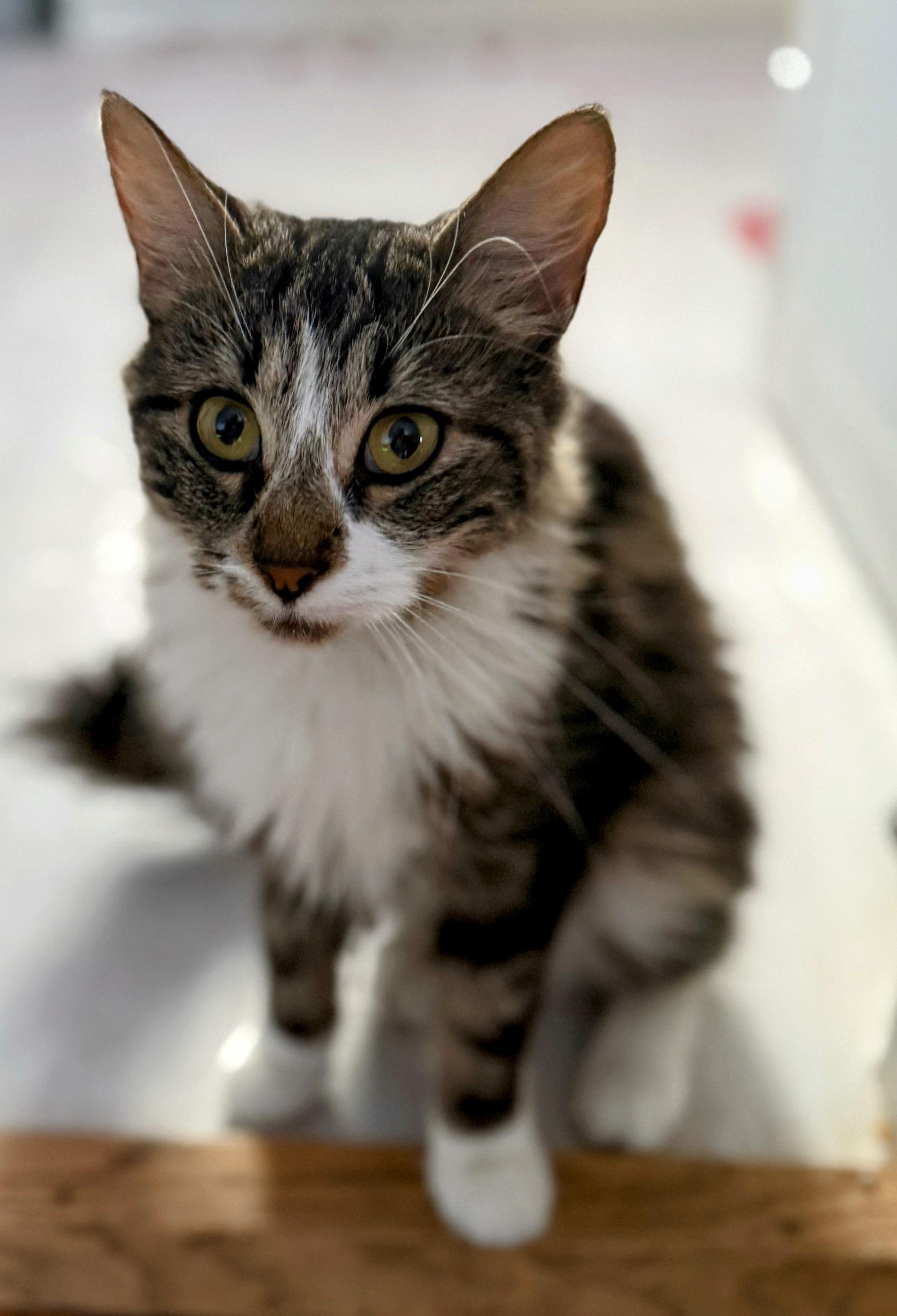 Enlarge Socks, a ADOPTABLE Domestic Long Hair in OLEAN, NY image 1/2