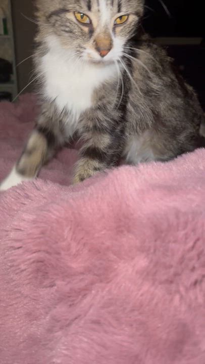 Enlarge Socks, a ADOPTABLE Domestic Long Hair in OLEAN, NY video 2/2