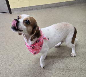 Panda, a ADOPTABLE Beagle in Bucyrus, OH image 3/5