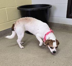 Panda, a ADOPTABLE Beagle in Bucyrus, OH image 5/5