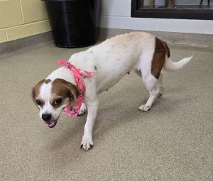 Panda, a ADOPTABLE Beagle in Bucyrus, OH image 4/5