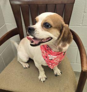 Panda, a ADOPTABLE Beagle in Bucyrus, OH image 2/5