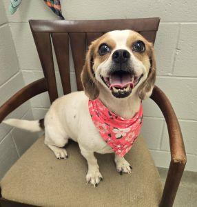 Panda, ADOPTABLE, Adult Female Beagle.