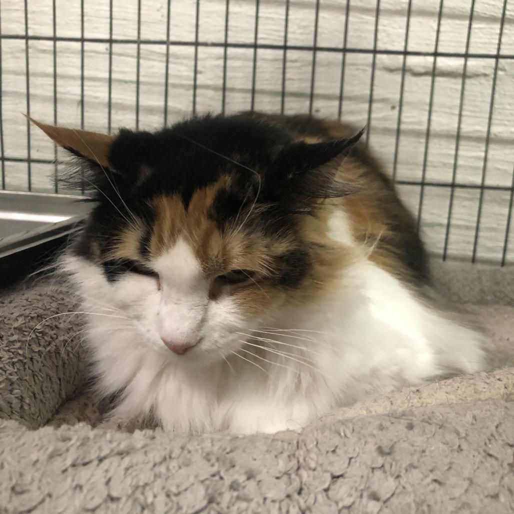 Fraya, Adoptable, Adult Female Domestic Short Hair.