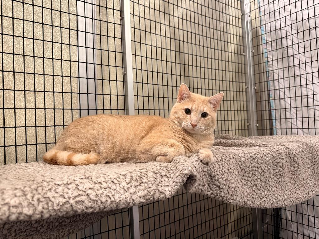 Orin, Adoptable, Adult Male Domestic Short Hair.