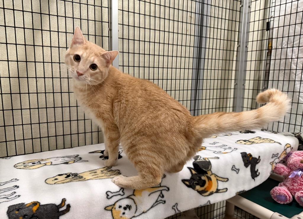 Enlarge Orin, a Adoptable mixed breed in Raleigh, NC image 2/3
