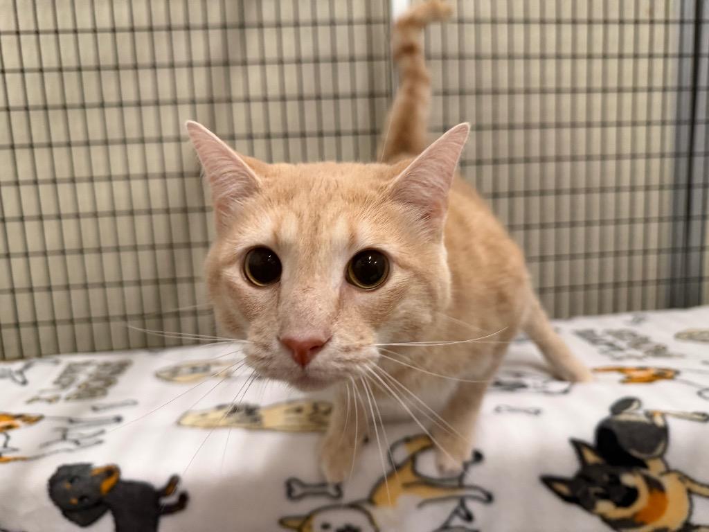 Enlarge Orin, a Adoptable mixed breed in Raleigh, NC image 3/3