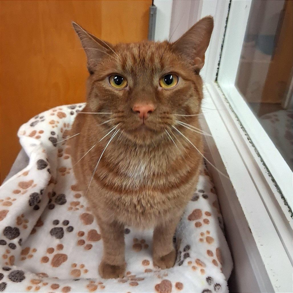 Manny, Adoptable, Adult Male Domestic Short Hair.