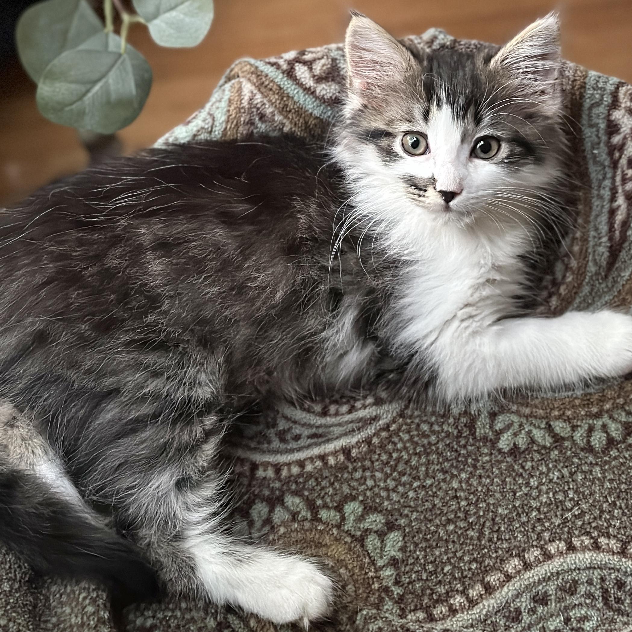Enlarge Sky, an adopted Domestic Long Hair in Victor, NY image 3/4
