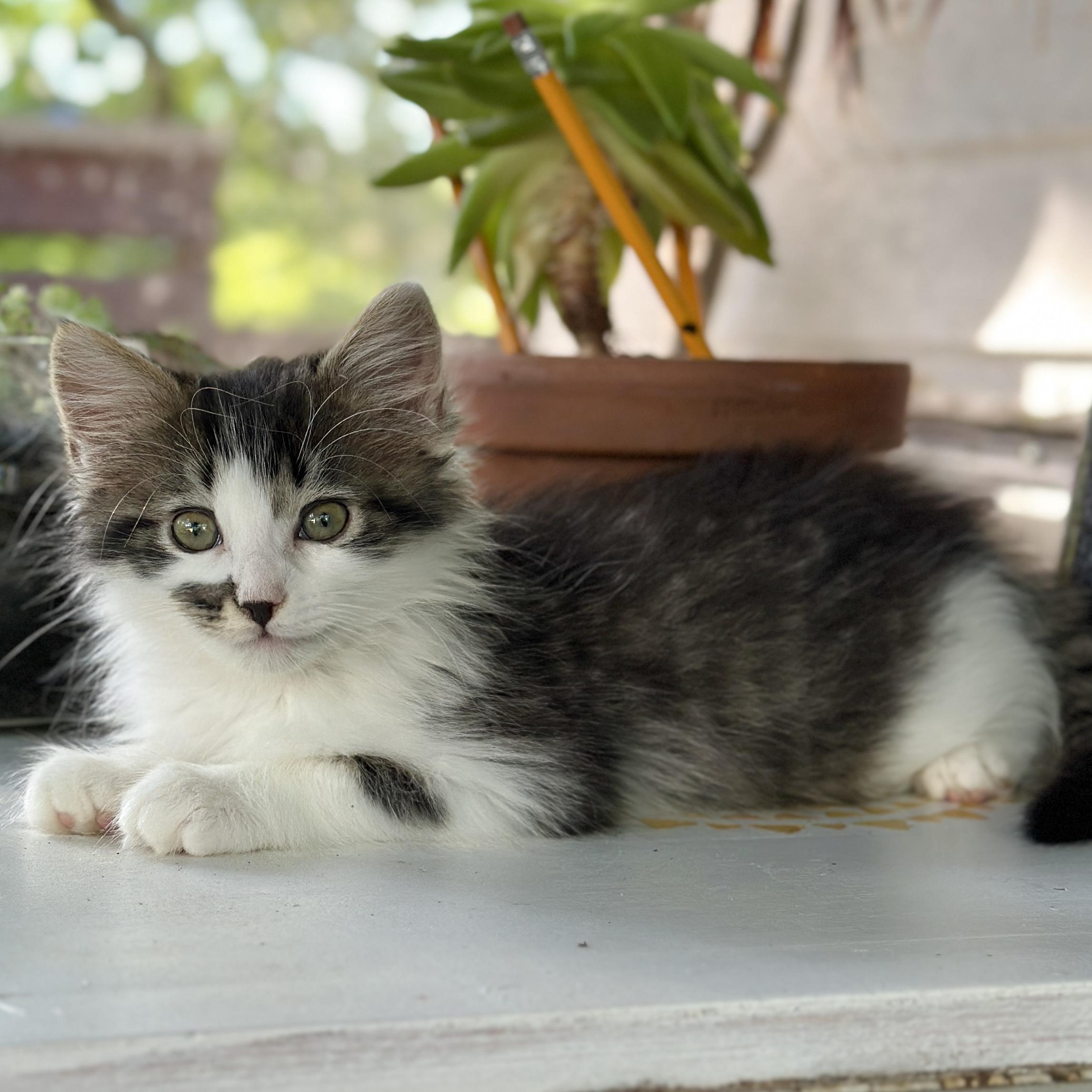Enlarge Sky, an adopted Domestic Long Hair in Victor, NY image 2/4