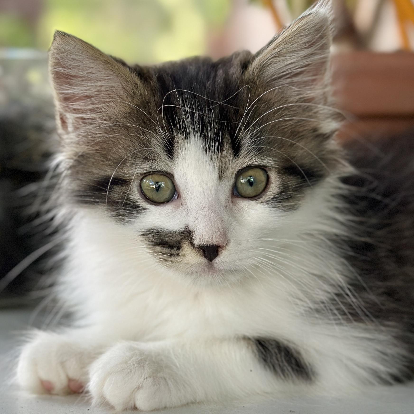 Sky, adopted, Kitten Female Domestic Long Hair.