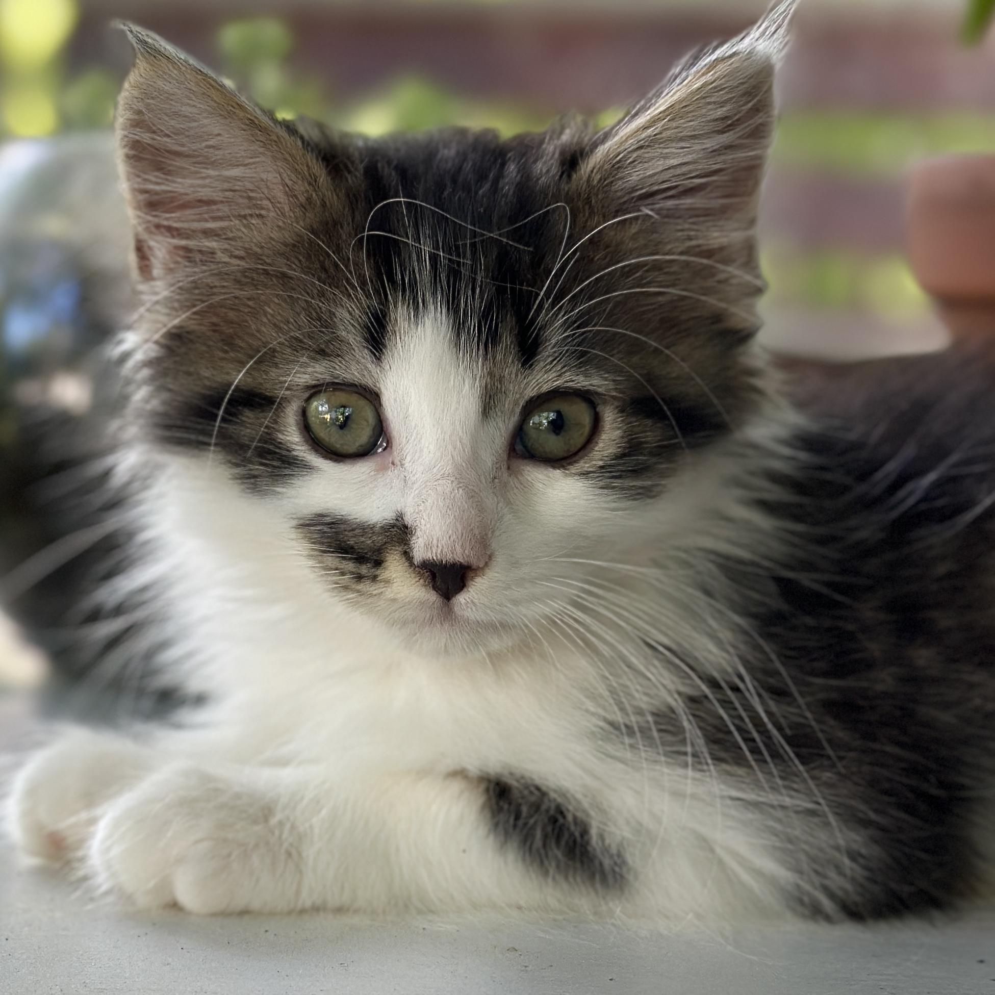 Enlarge Sky, an adopted Domestic Long Hair in Victor, NY image 4/4