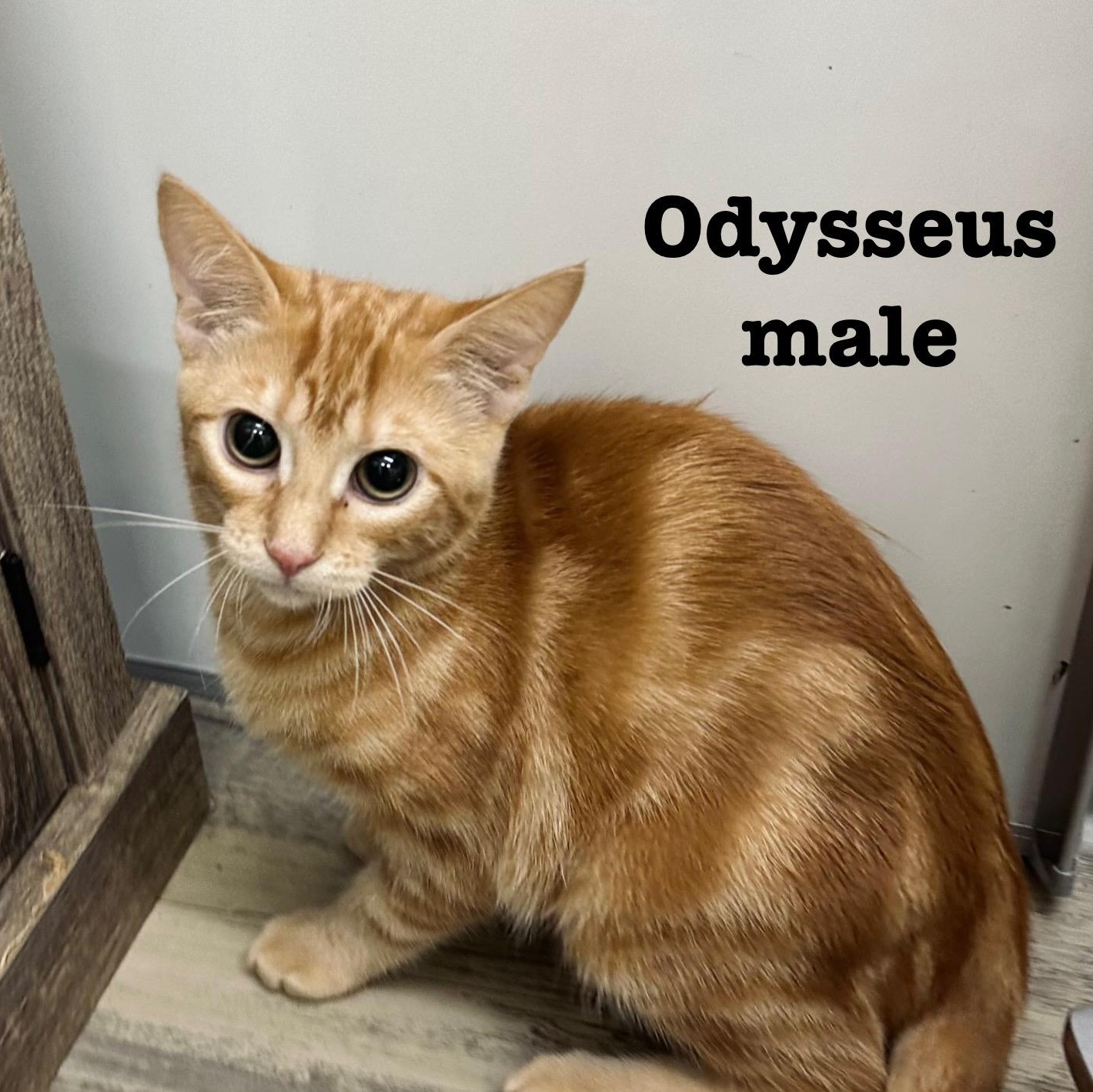 Odysseus 0125