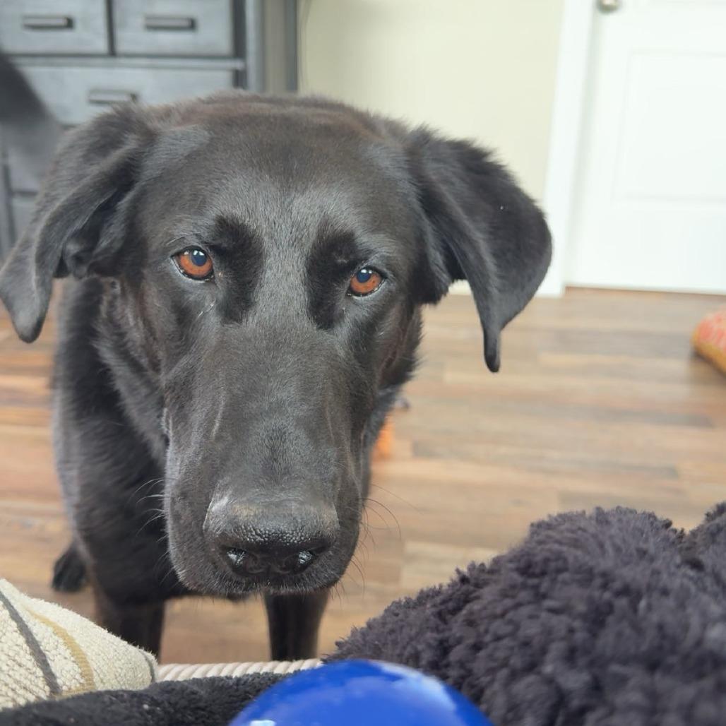 Enlarge Timon, a Adoptable mixed breed in Salt Lake City, UT image 1/4