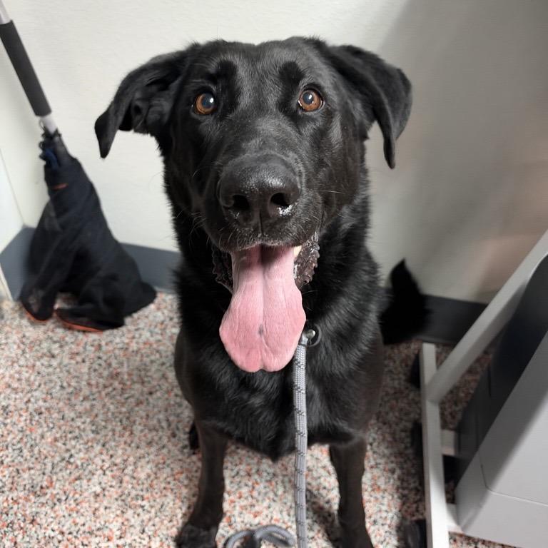 Enlarge Timon, a Adoptable mixed breed in Salt Lake City, UT image 2/4