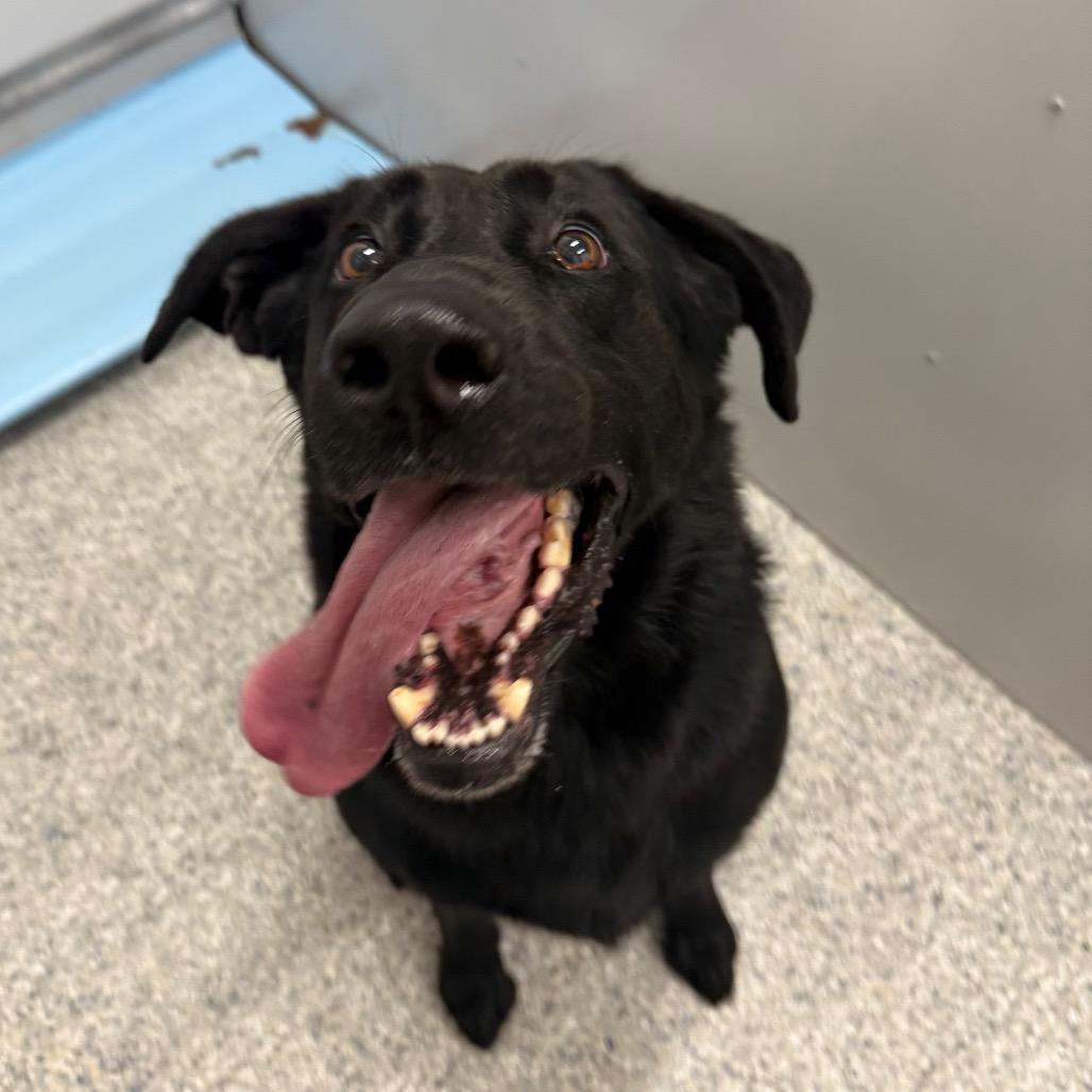 Enlarge Timon, a Adoptable mixed breed in Salt Lake City, UT image 3/4