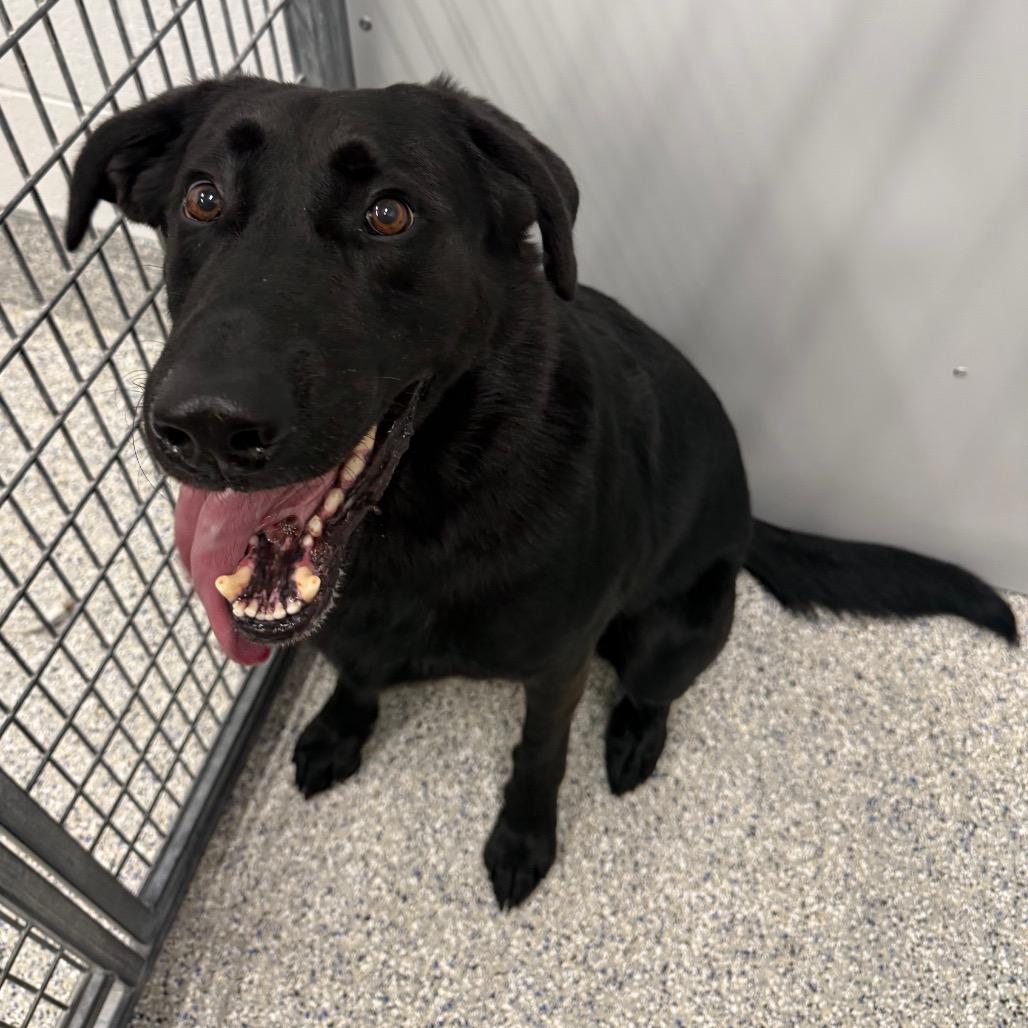 Enlarge Timon, a Adoptable mixed breed in Salt Lake City, UT image 4/4
