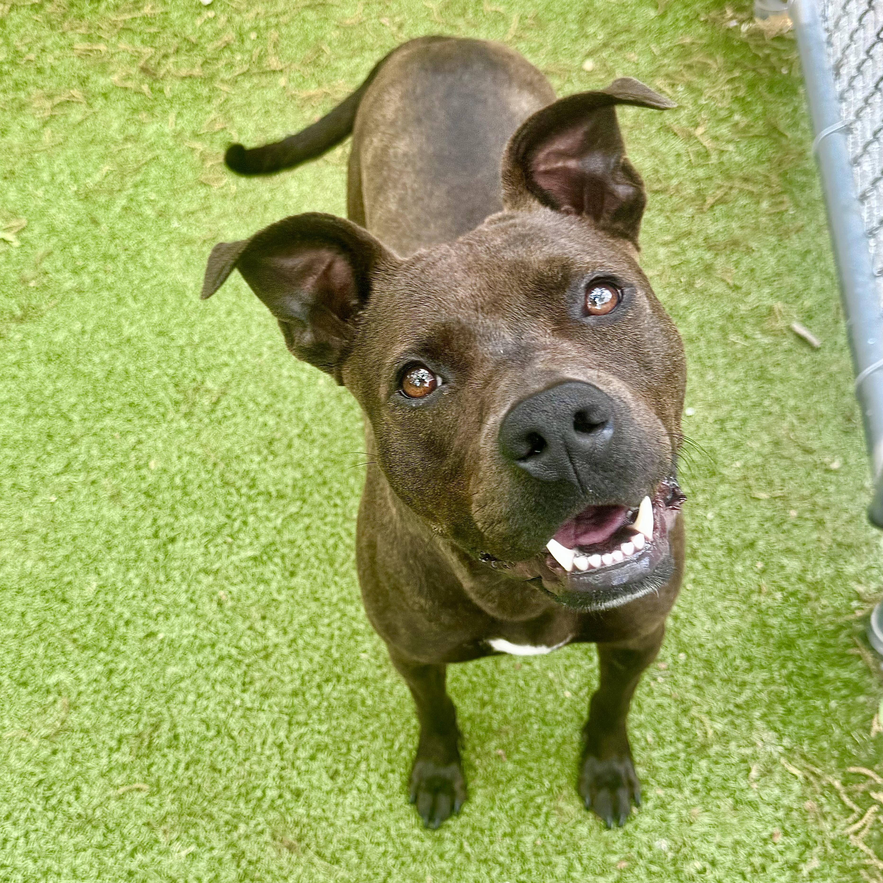 Reina, a Adoptable Terrier in Hilton Head Island, SC image 4/5