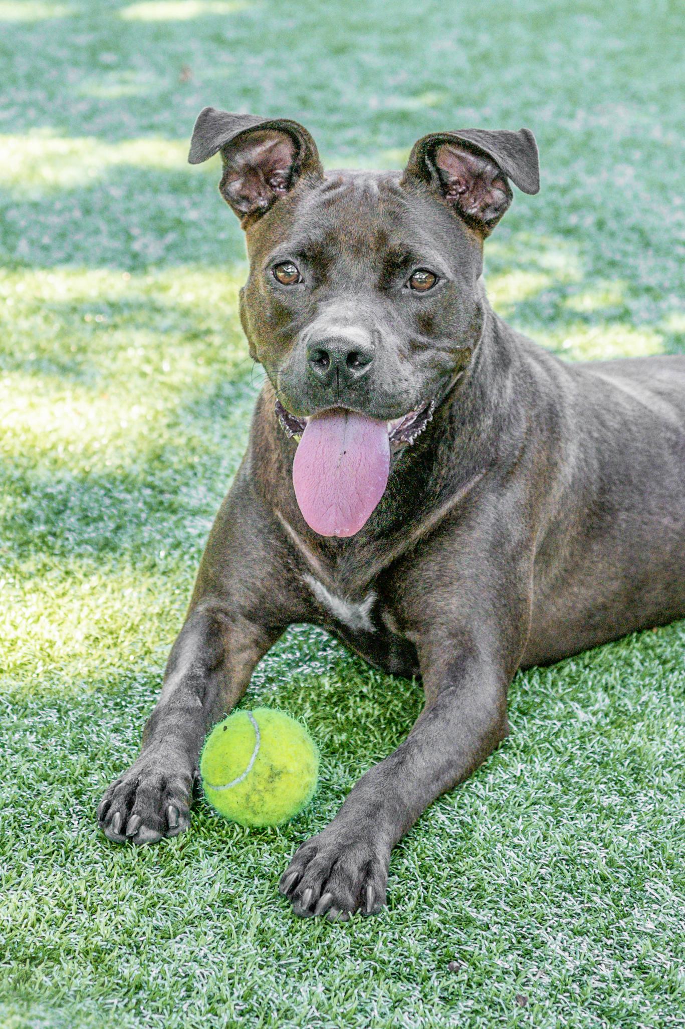 Reina, a Adoptable Terrier in Hilton Head Island, SC image 1/5