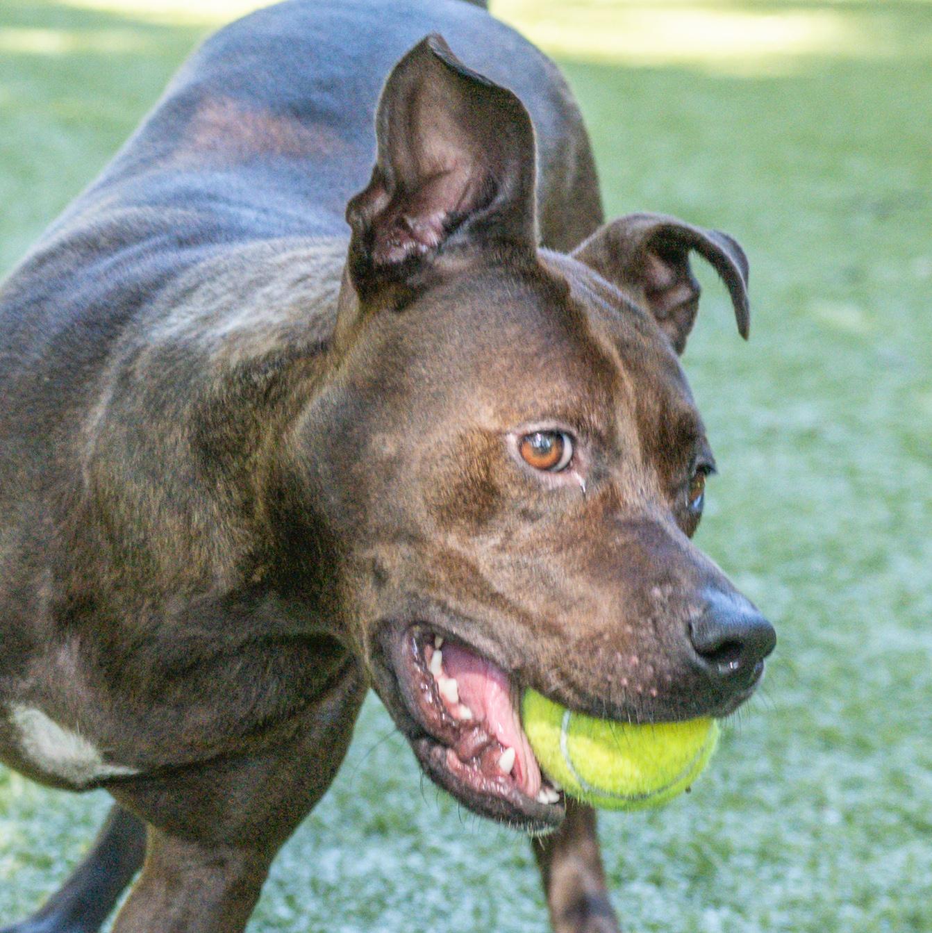 Reina, a Adoptable Terrier in Hilton Head Island, SC image 2/5