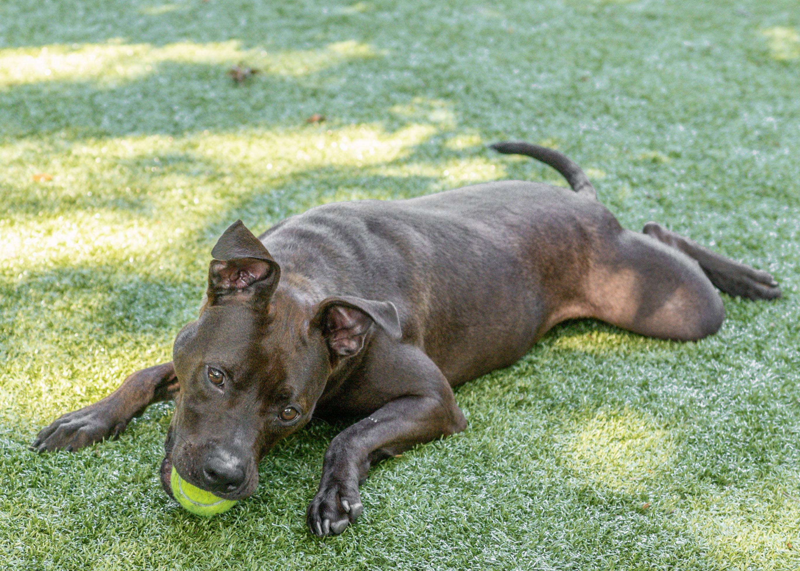 Reina, a Adoptable Terrier in Hilton Head Island, SC image 3/5