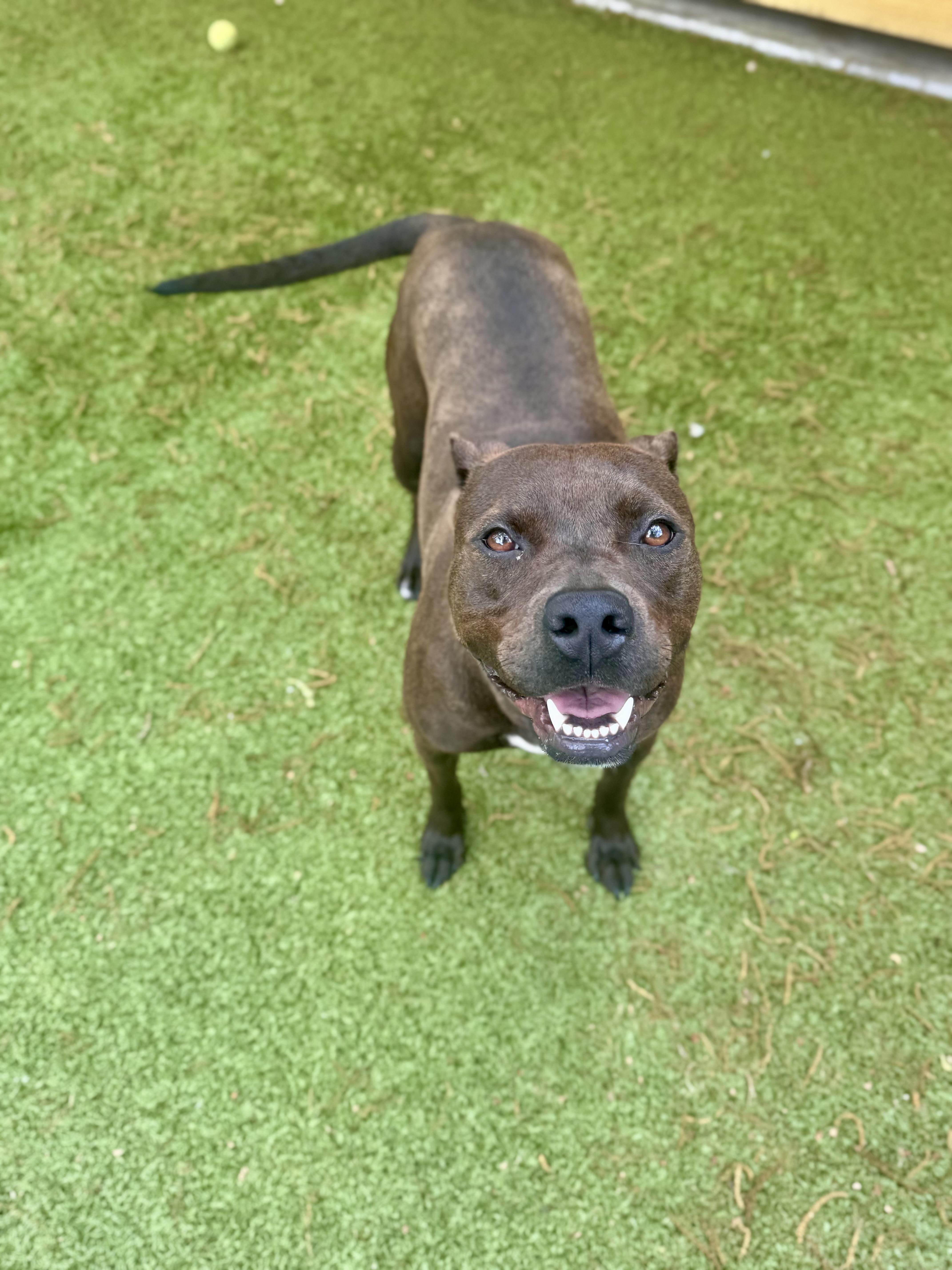 Reina, a Adoptable Terrier in Hilton Head Island, SC image 5/5