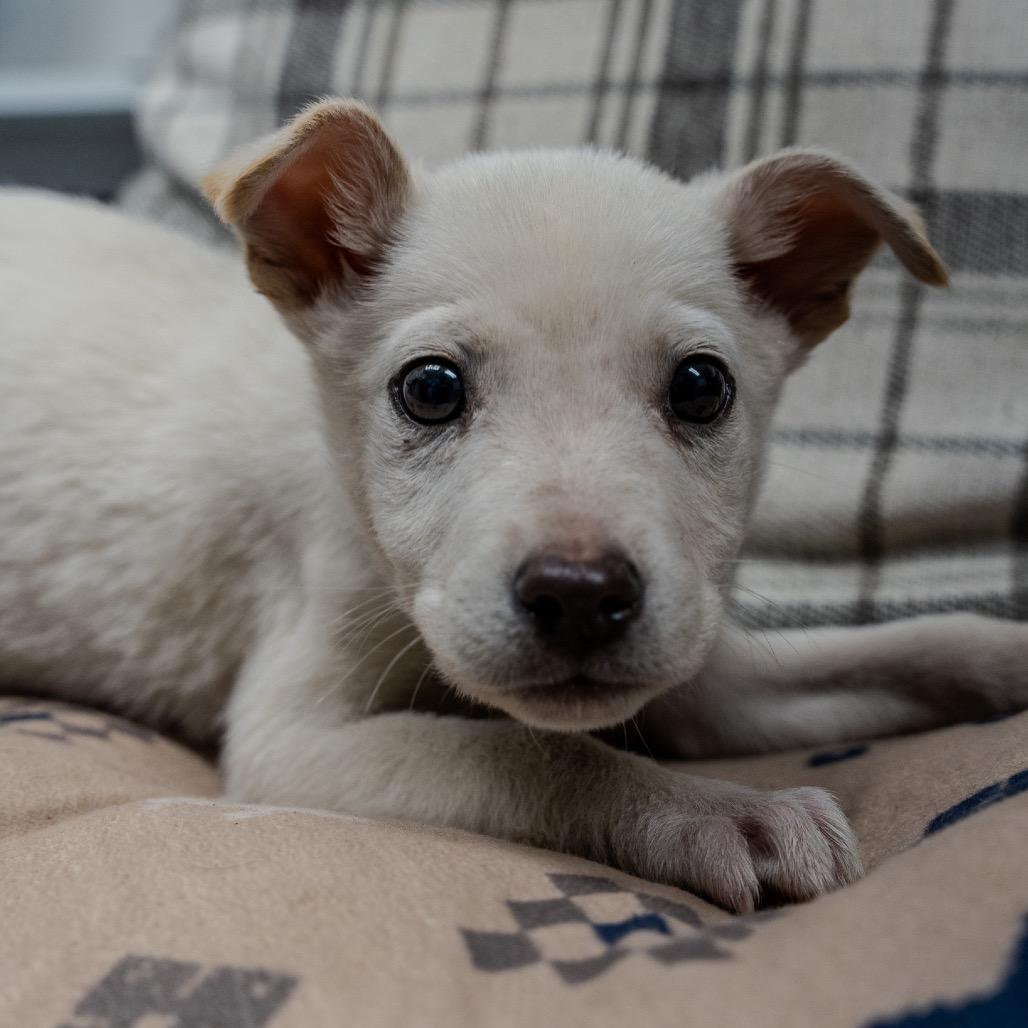 Enlarge Tofu, a Adoptable mixed breed in Pawling, NY image 1/4