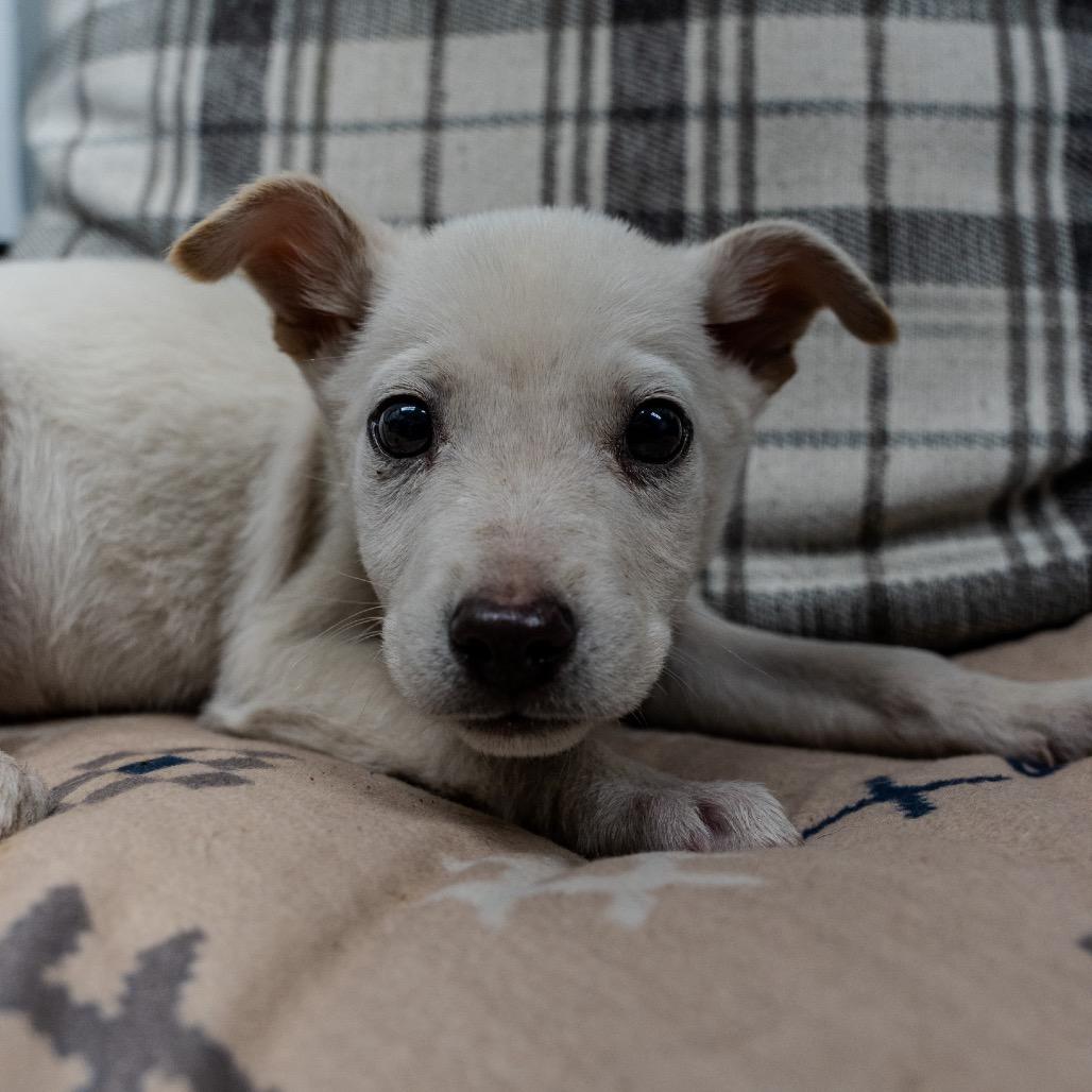 Enlarge Tofu, a Adoptable mixed breed in Pawling, NY image 2/4