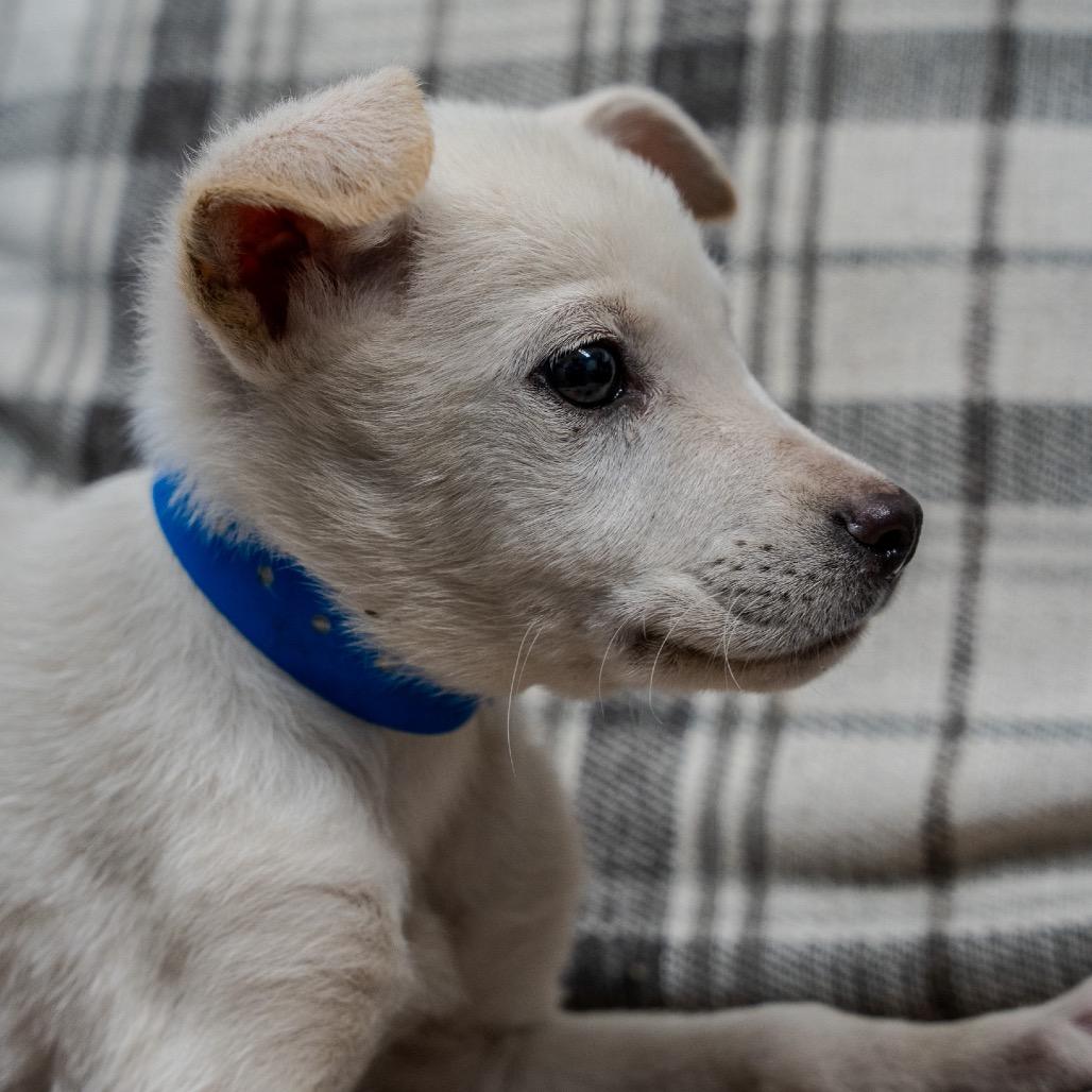 Enlarge Tofu, a Adoptable mixed breed in Pawling, NY image 3/4