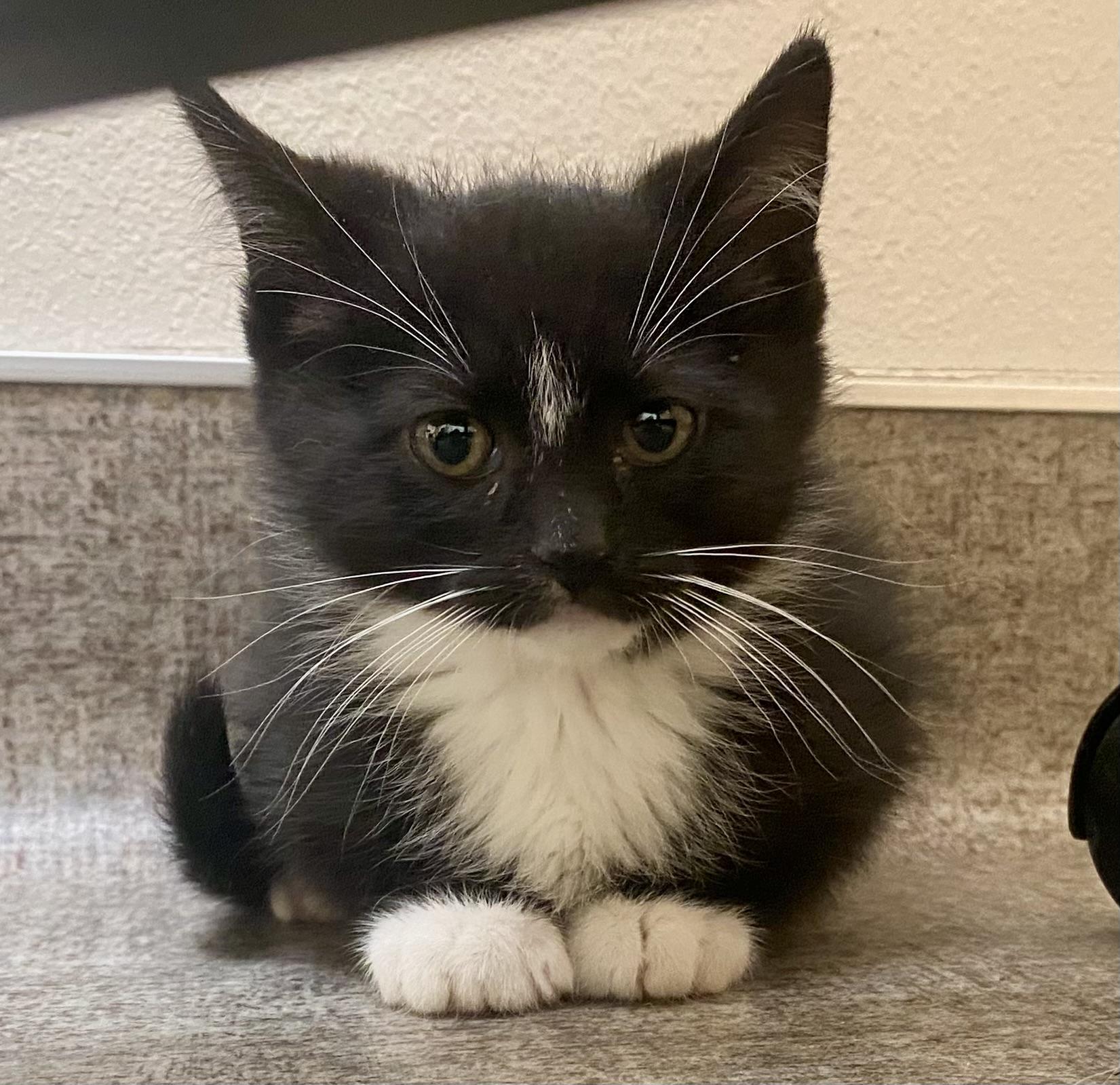 Enlarge Tux, an adoptable mixed breed in Pocatello, ID image 1/6