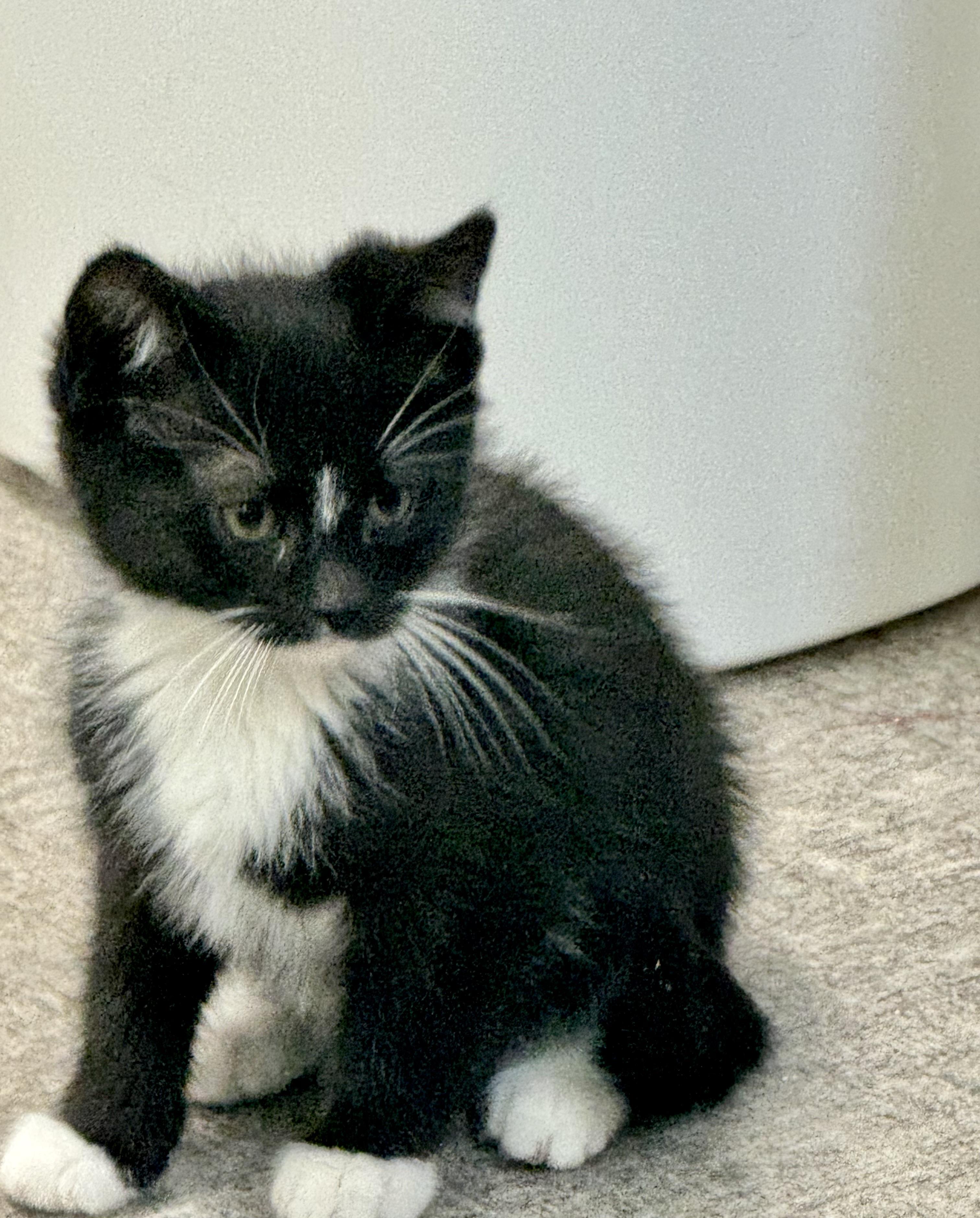 Enlarge Tux, an adoptable mixed breed in Pocatello, ID image 3/6
