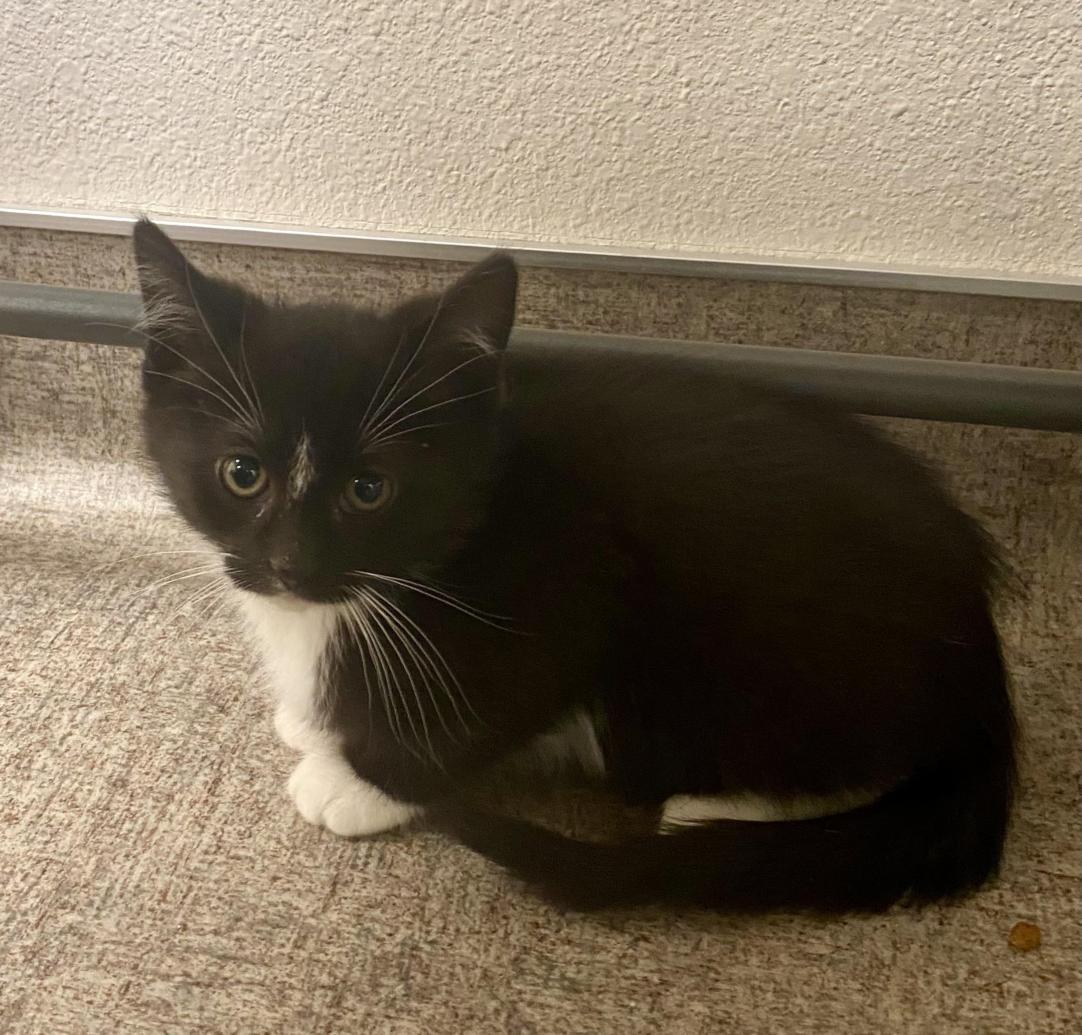 Enlarge Tux, an adoptable mixed breed in Pocatello, ID image 5/6