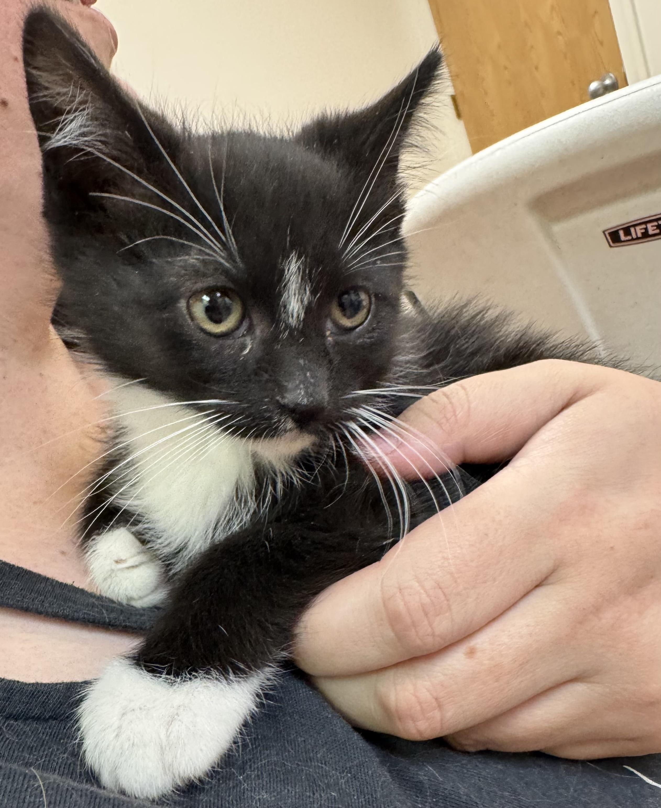 Enlarge Tux, an adoptable mixed breed in Pocatello, ID image 2/6