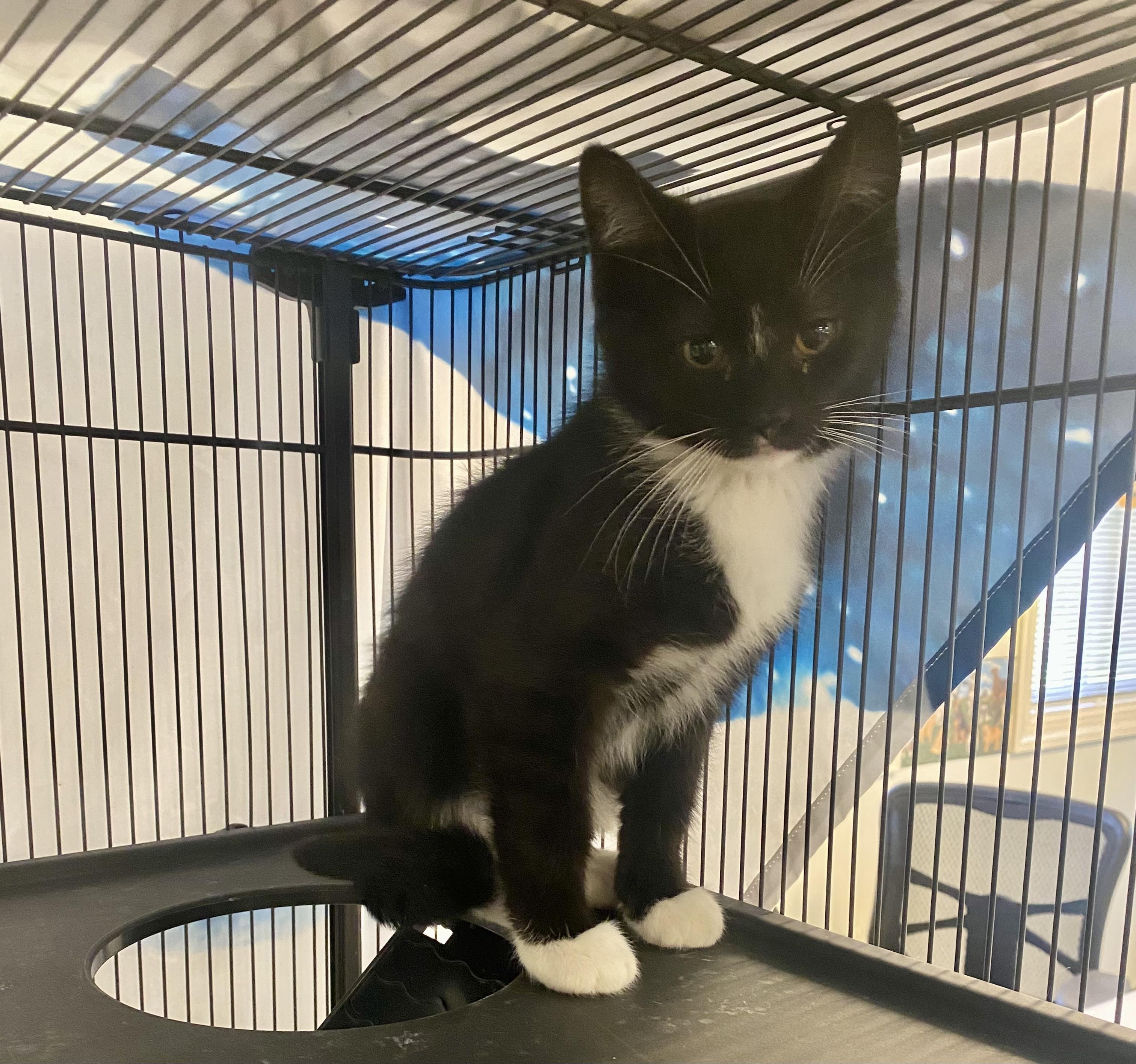 Enlarge Tux, an adoptable mixed breed in Pocatello, ID image 6/6