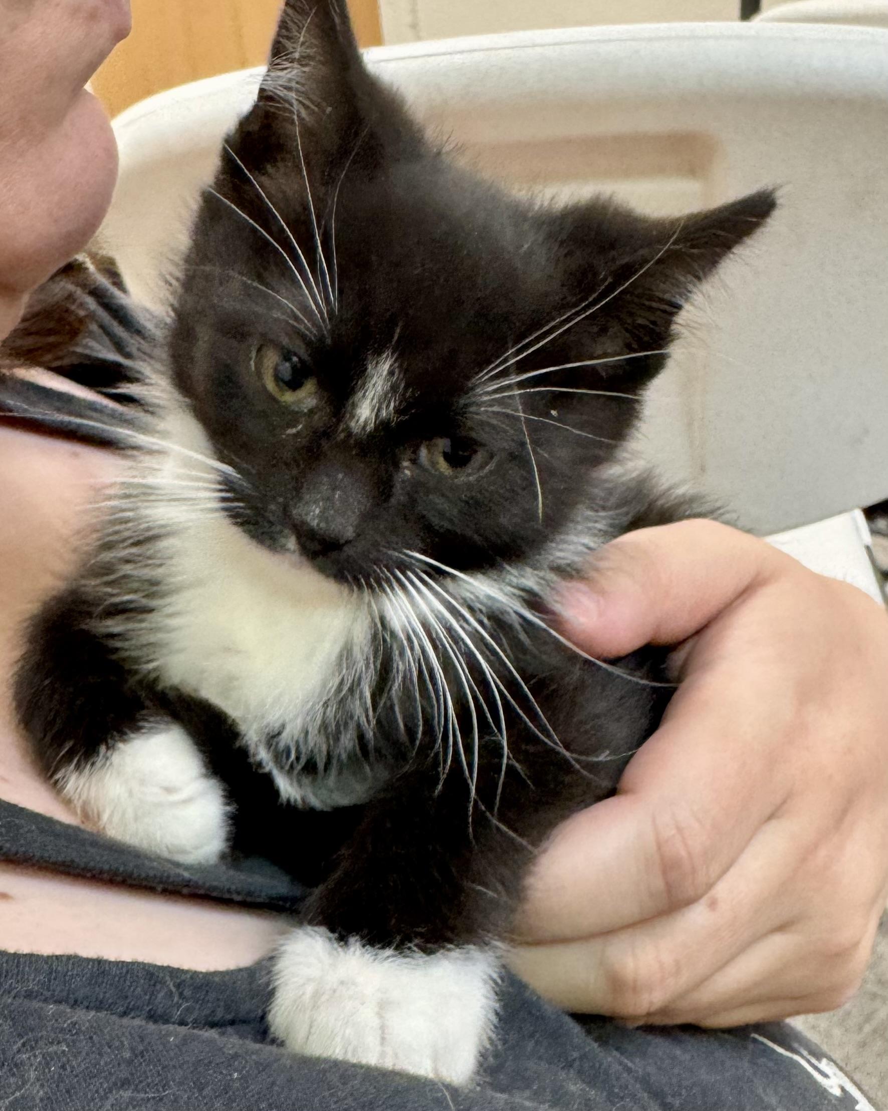 Enlarge Tux, an adoptable mixed breed in Pocatello, ID image 4/6